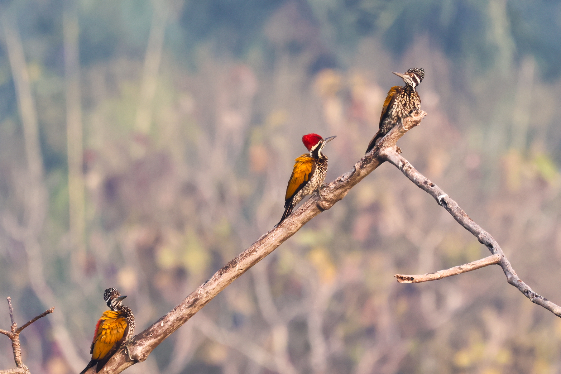 Greater Flamebacks (image by Hannu Jännes)