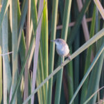 Greater Swamp Warbler (image by Diedert Koppenol)