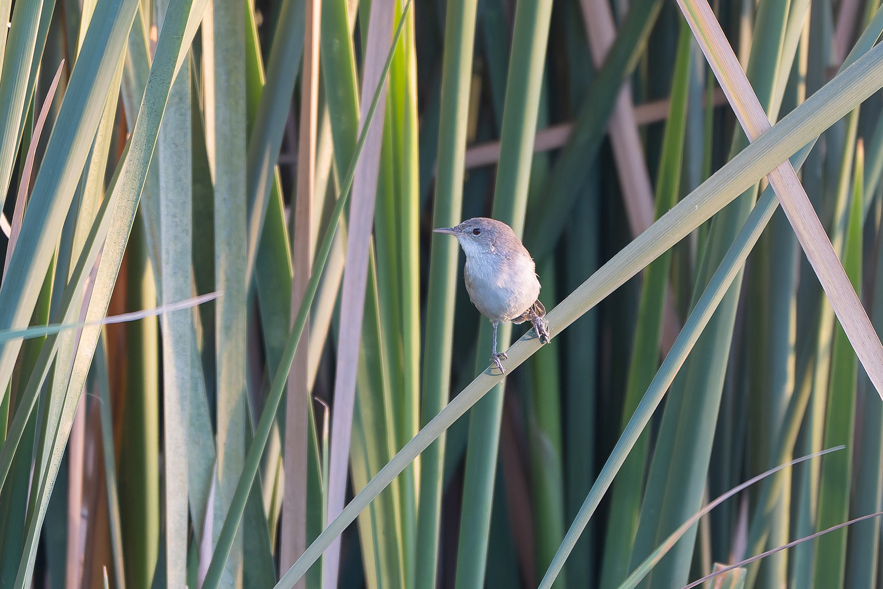 Greater Swamp Warbler (image by Diedert Koppenol)