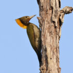 Greater Yellownape (image by Hannu Jännes)