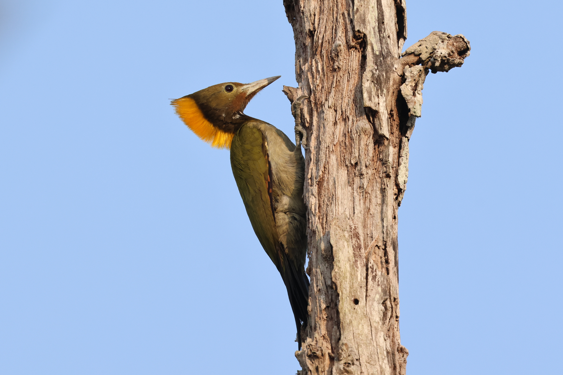 Greater Yellownape (image by Hannu Jännes)