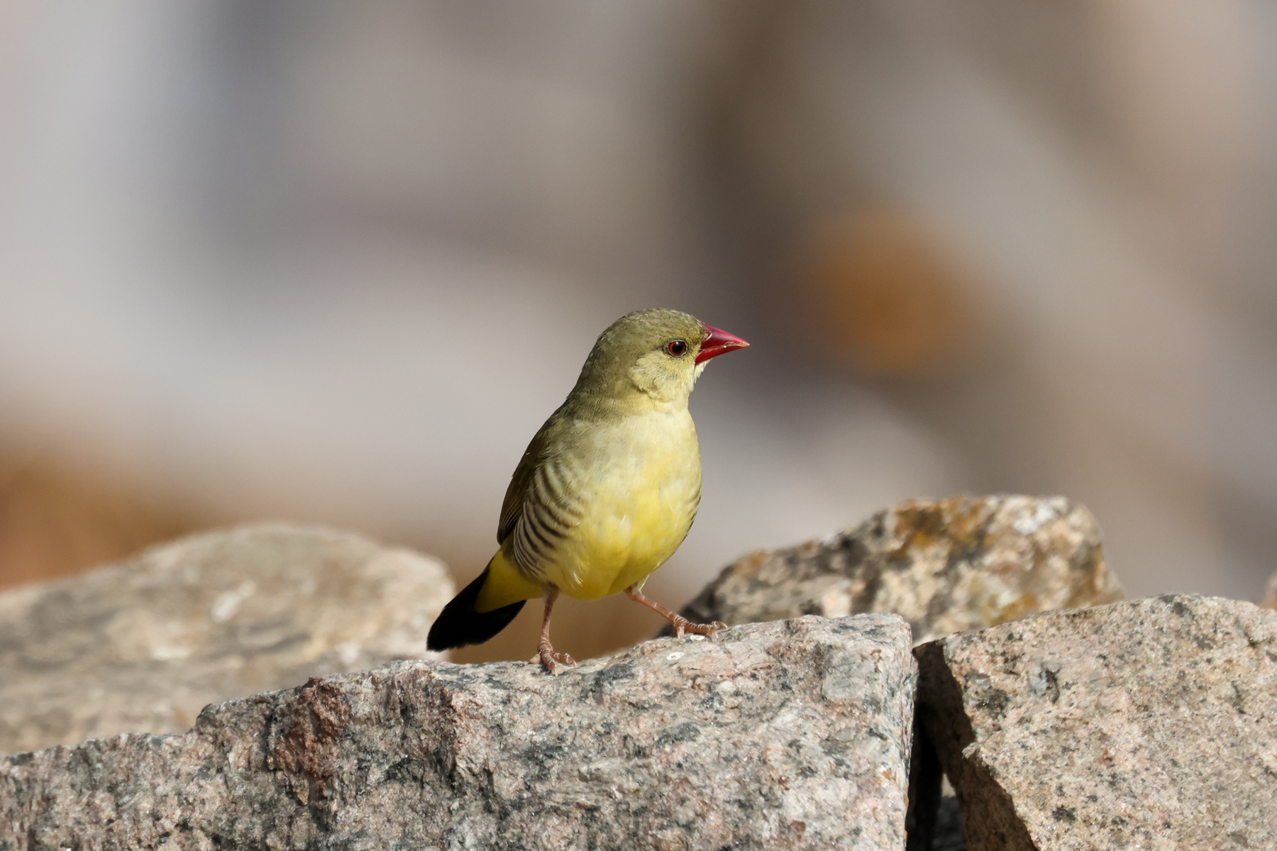 Green Avadavat (image by Hannu Jännes)