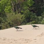 females Green Peafowl (image by Vincent van der Spek)