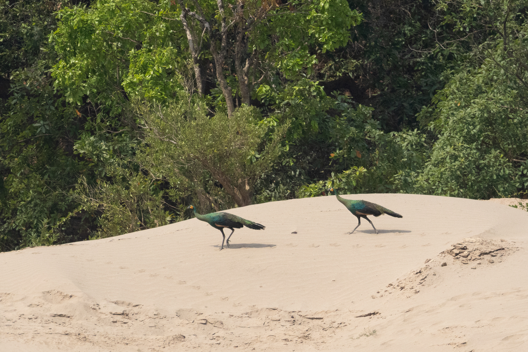 females Green Peafowl (image by Vincent van der Spek)
