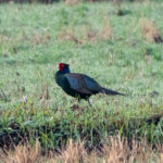Green Pheasant (image by Dave Farrow)
