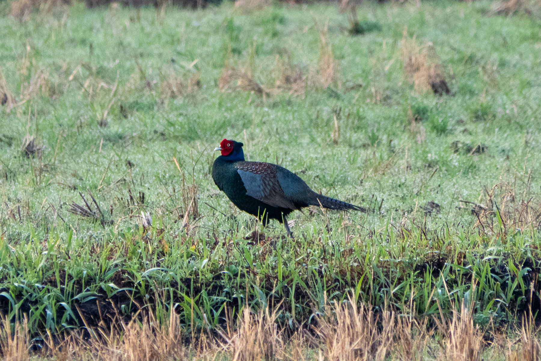 Green Pheasant (image by Dave Farrow)
