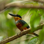 Green-and-rufous Kingfisher (image by Eustace Barnes)