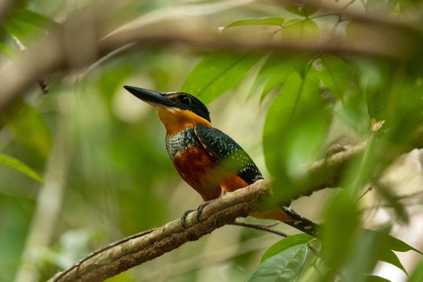 Green-and-rufous Kingfisher (image by Eustace Barnes)