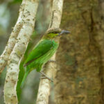 Green-eared Barbet (image by Vincent van der Spek)