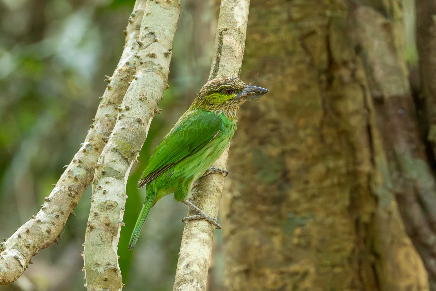 Green-eared Barbet (image by Vincent van der Spek)