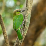 Green-eared Barbet (image by Vincent van der Spek)
