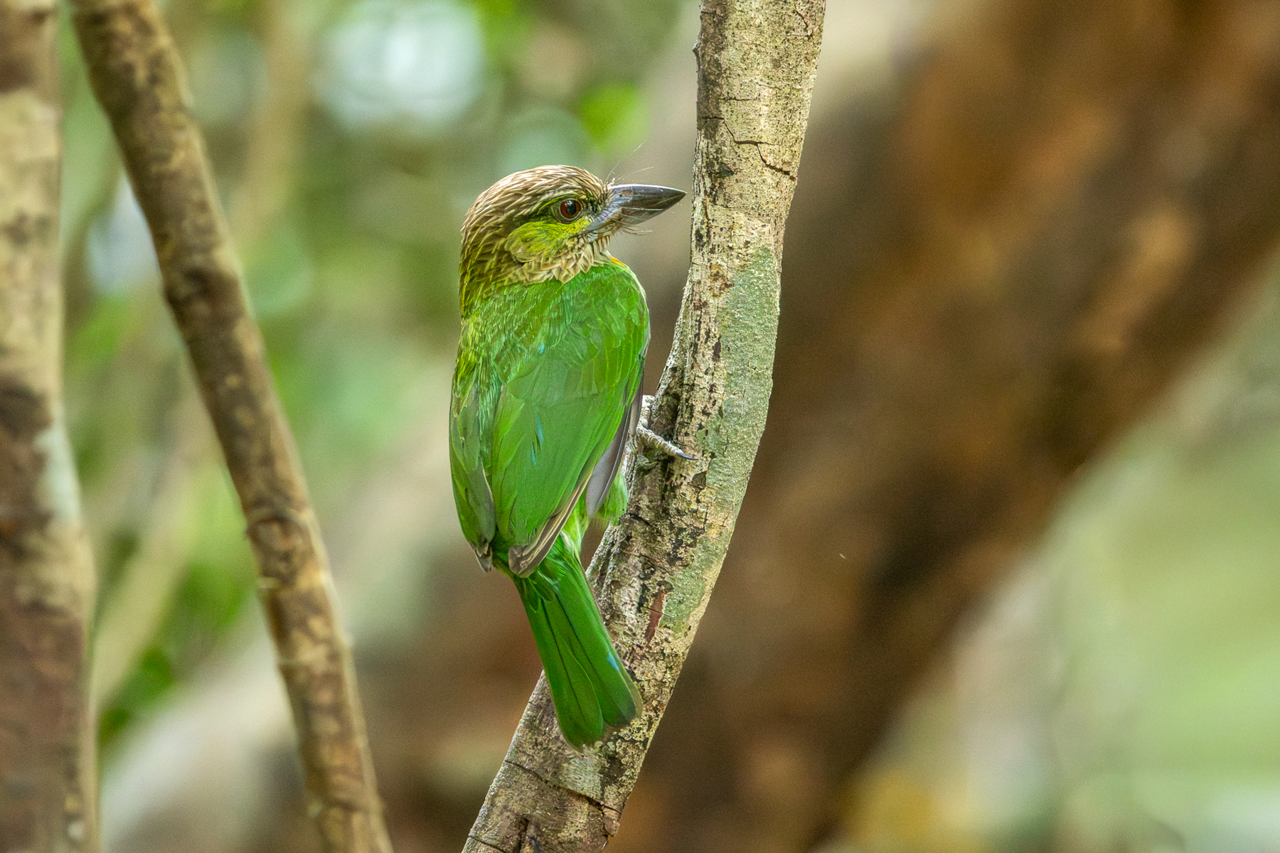 Green-eared Barbet (image by Vincent van der Spek)
