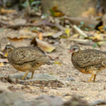 Green-legged Partridges (image by Vincent van der Spek)