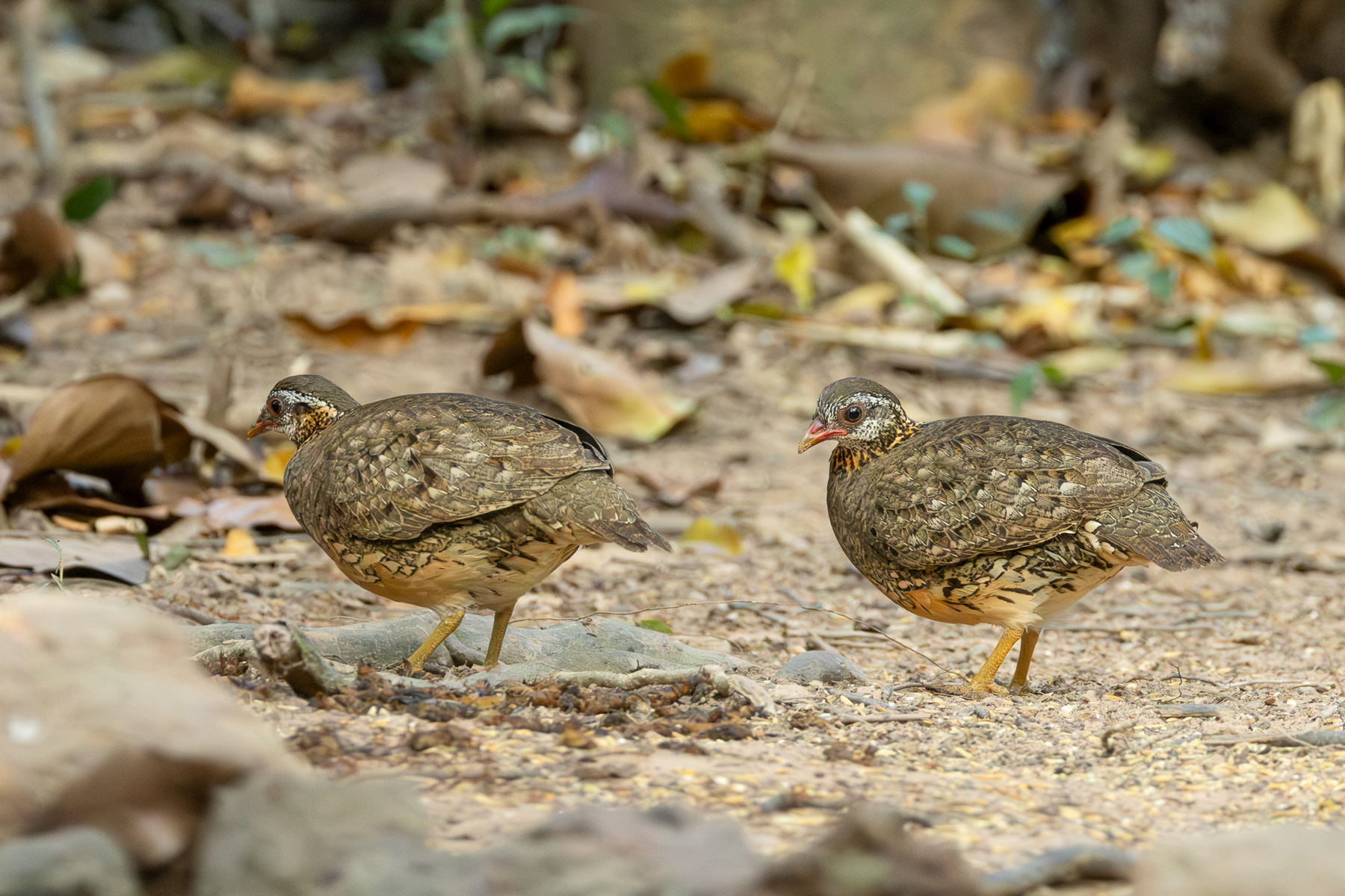 Green-legged Partridges (image by Vincent van der Spek)