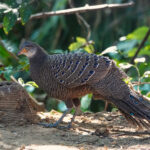 Grey Peacock-Pheasant (image by Craig Robson)