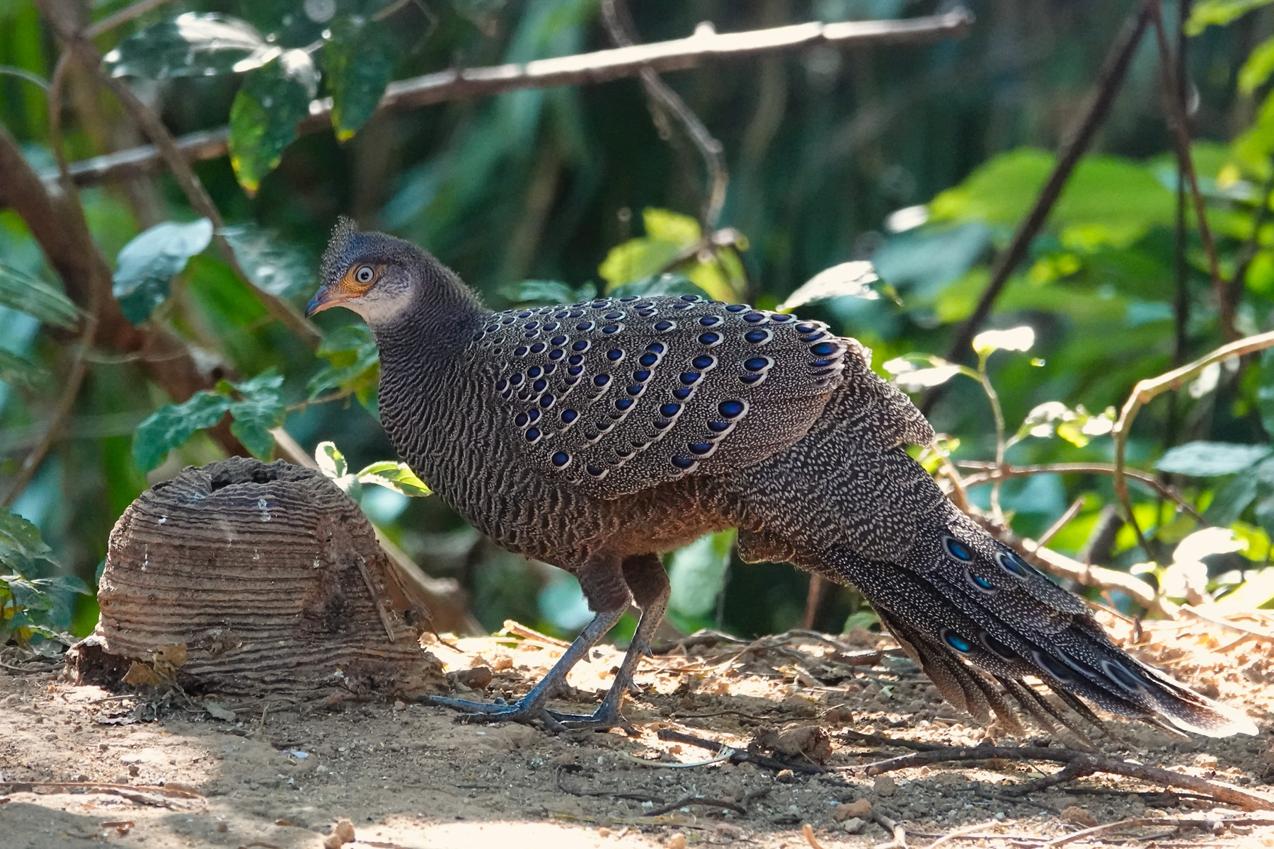 Grey Peacock-Pheasant (image by Craig Robson)