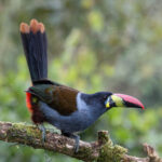 Grey-breasted Mountain Toucan (image by Trevor Ellery)
