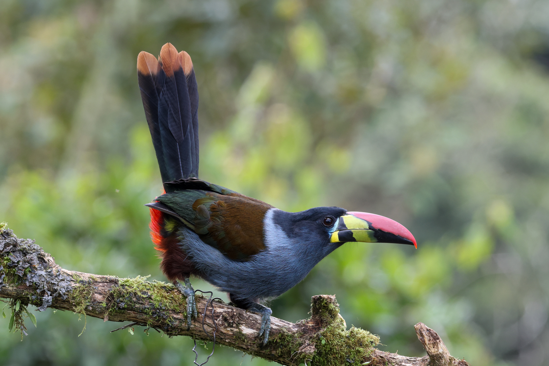 Grey-breasted Mountain Toucan (image by Trevor Ellery)