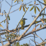 Grey-headed Bushshrike (image by Diedert Koppenol)