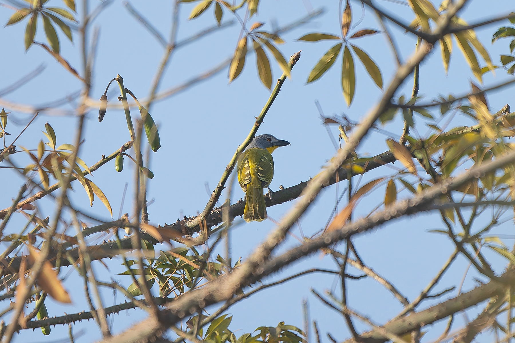 Grey-headed Bushshrike (image by Diedert Koppenol)