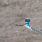 Grey-headed Kingfisher (image by Diedert Koppenol)