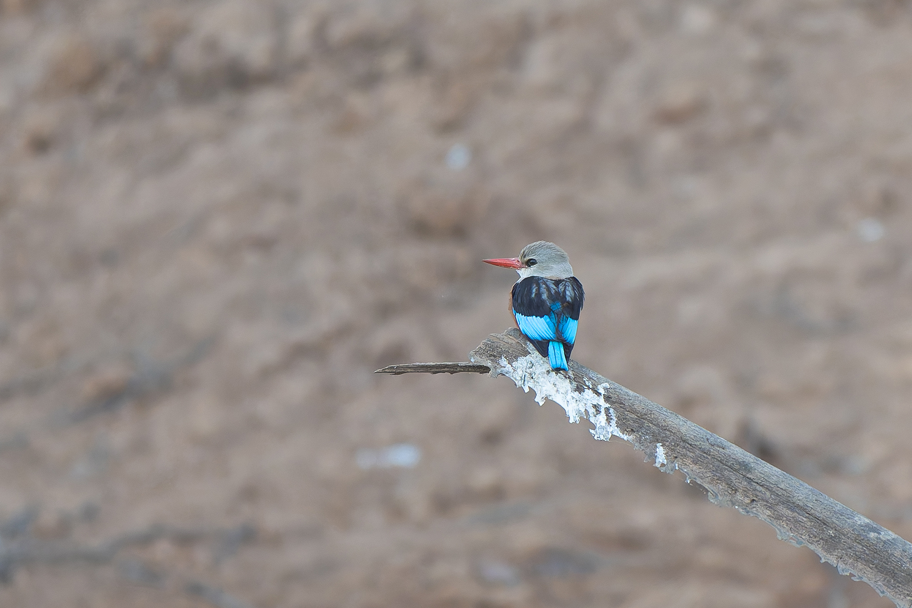 Grey-headed Kingfisher (image by Diedert Koppenol)