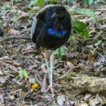 Grey-winged Trumpeter (image by Eustace Barnes)