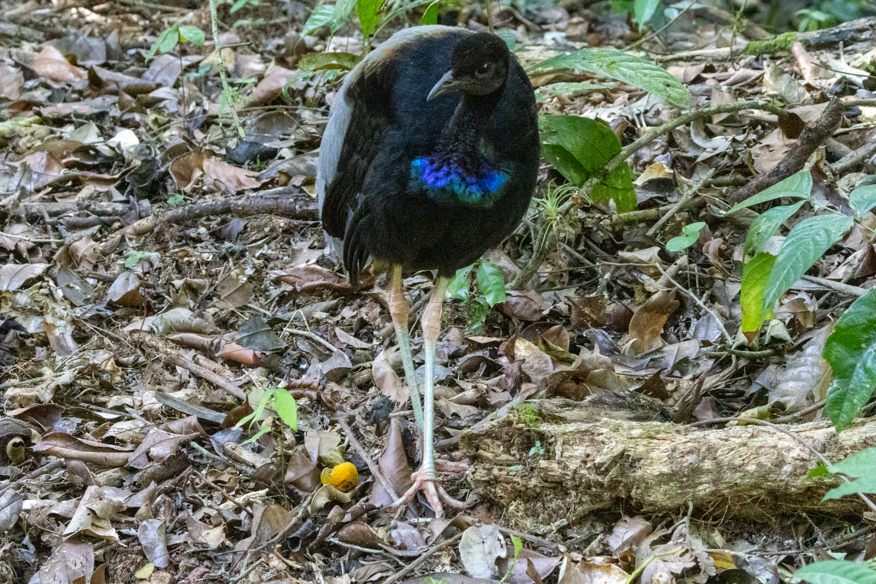 Grey-winged Trumpeter (image by Eustace Barnes)