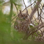 Greyish Eagle-Owl (image by Diedert Koppenol)
