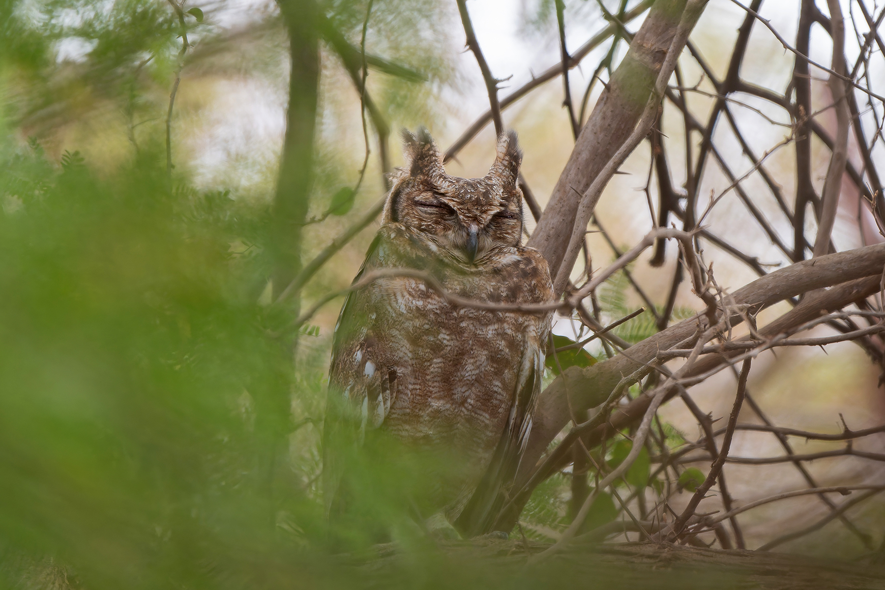 Greyish Eagle-Owl (image by Diedert Koppenol)