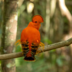 Guianan Cock-of-the-rock (image by Eustace Barnes)