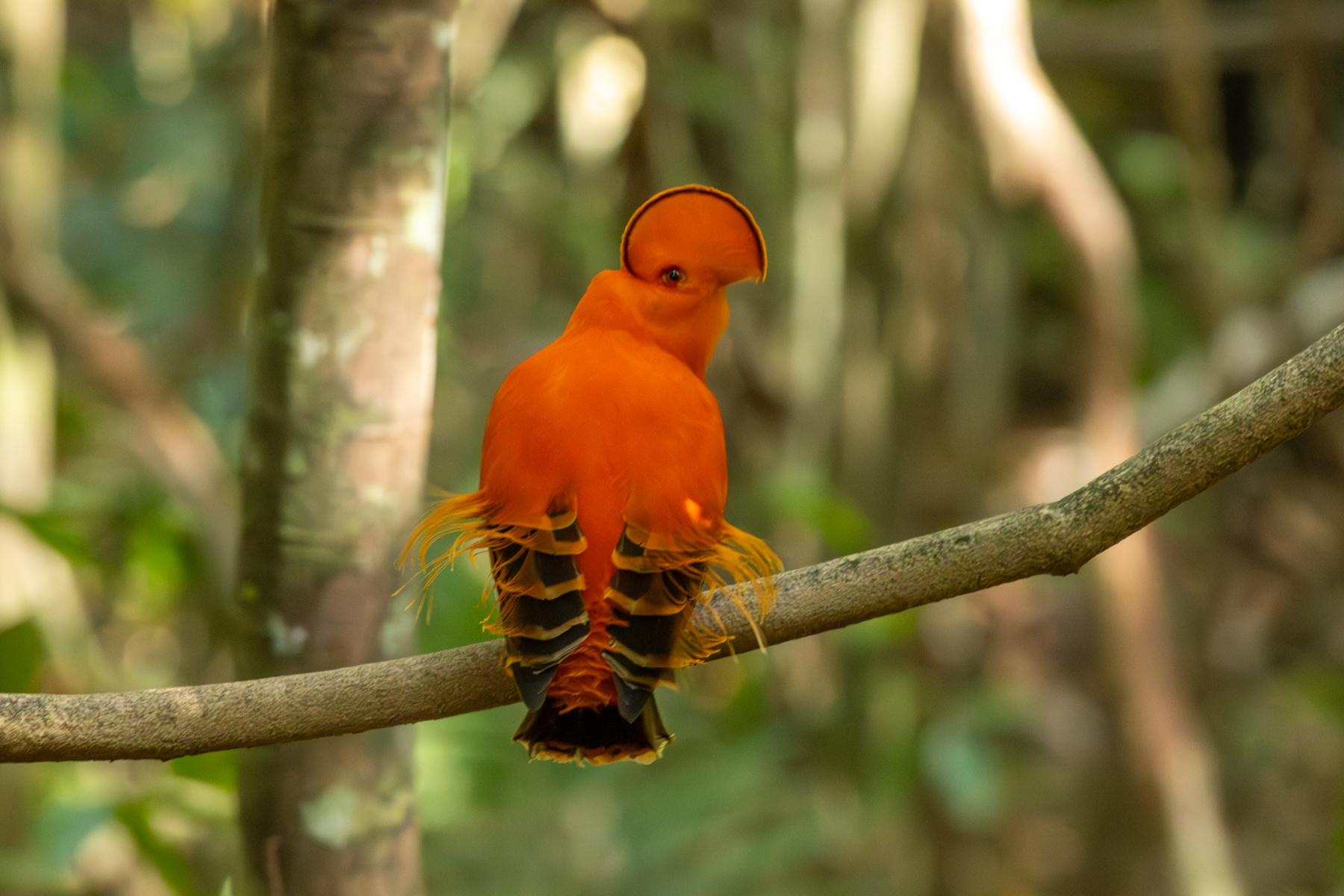 Guianan Cock-of-the-rock (image by Eustace Barnes)