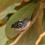 Guianan Streaked Antwren (image by Eustace Barnes)