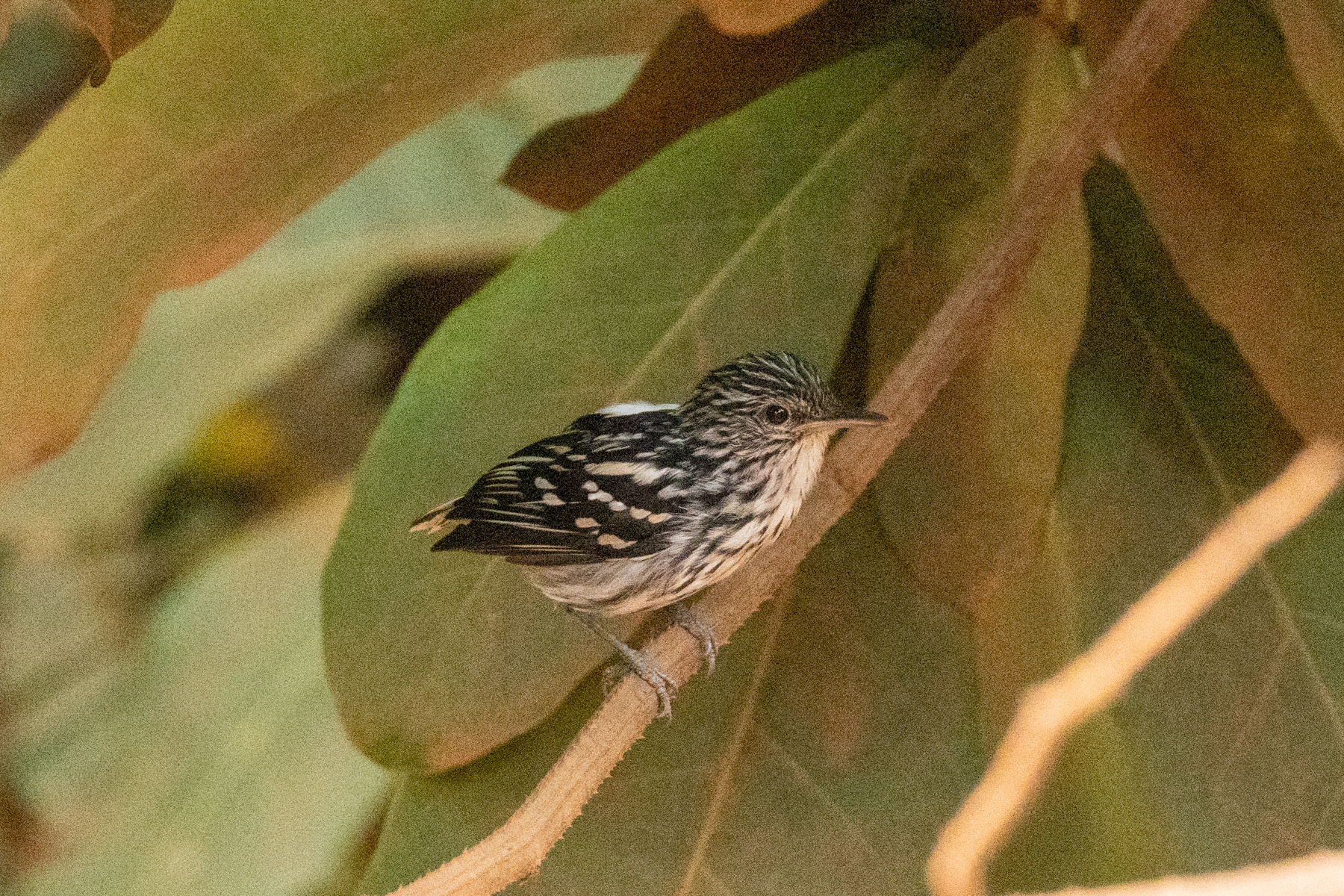 Guianan Streaked Antwren (image by Eustace Barnes)