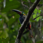 Guianan Toucanet (image by Eustace Barnes)