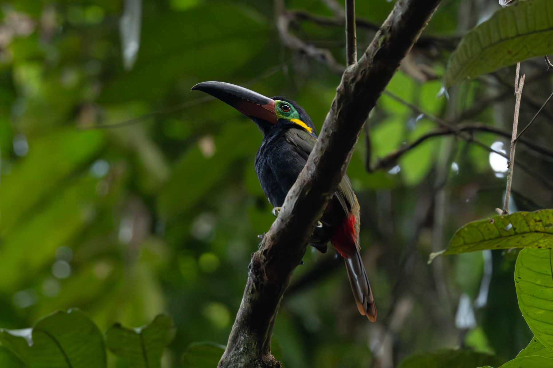 Guianan Toucanet (image by Eustace Barnes)
