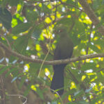 Guinea Turaco (image by Diedert Koppenol)