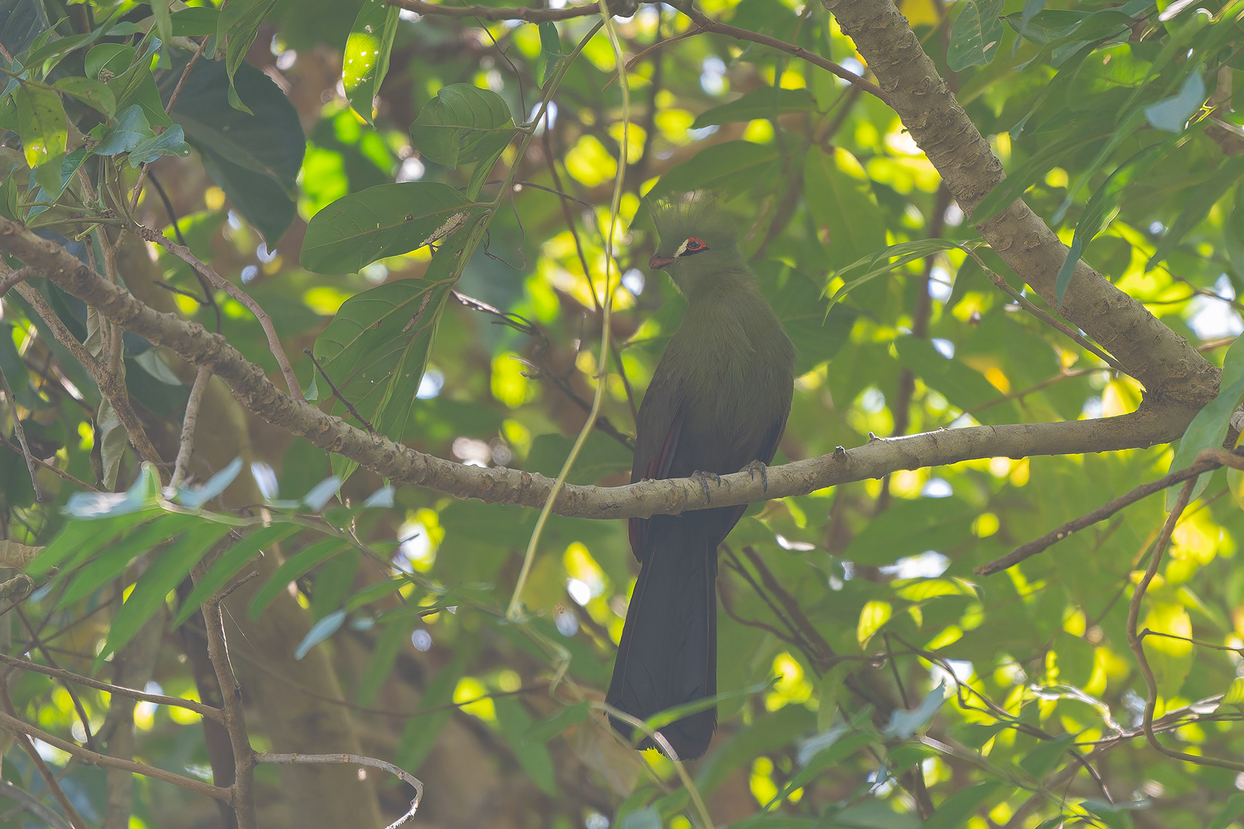 Guinea Turaco (image by Diedert Koppenol)