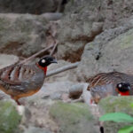 Hainan Partridges (image by Craig Robson)