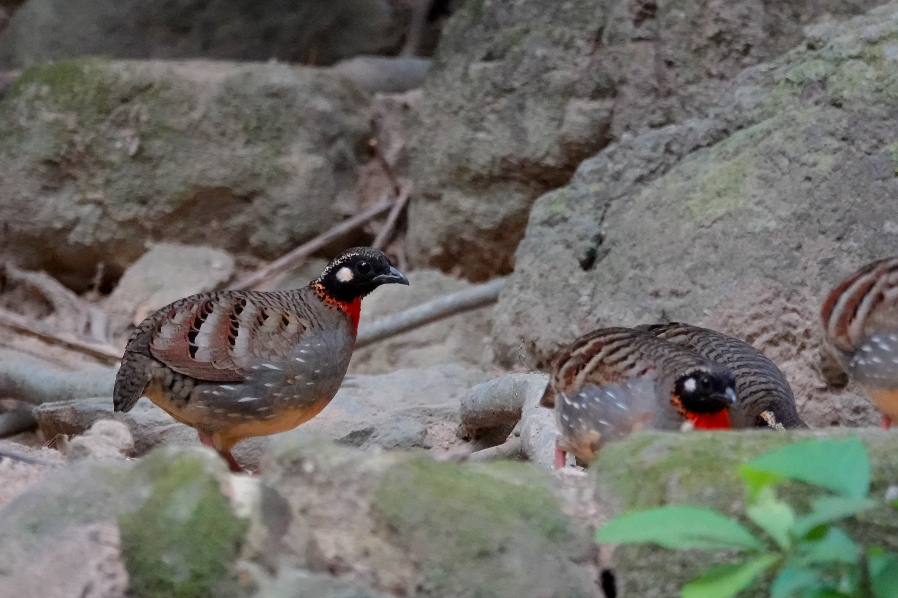 Hainan Partridges (image by Craig Robson)