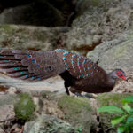 Hainan Peacock-Pheasant (image by Craig Robson)