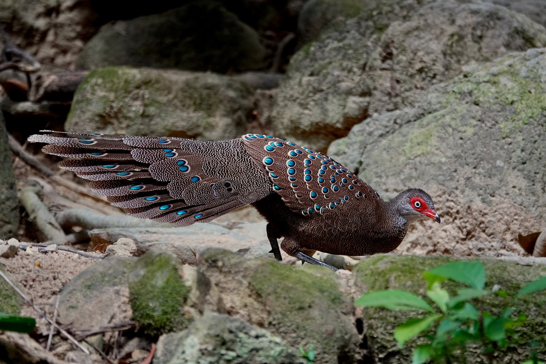 Hainan Peacock-Pheasant (image by Craig Robson)