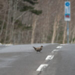 Hazel Grouse (image by Dave Farrow)