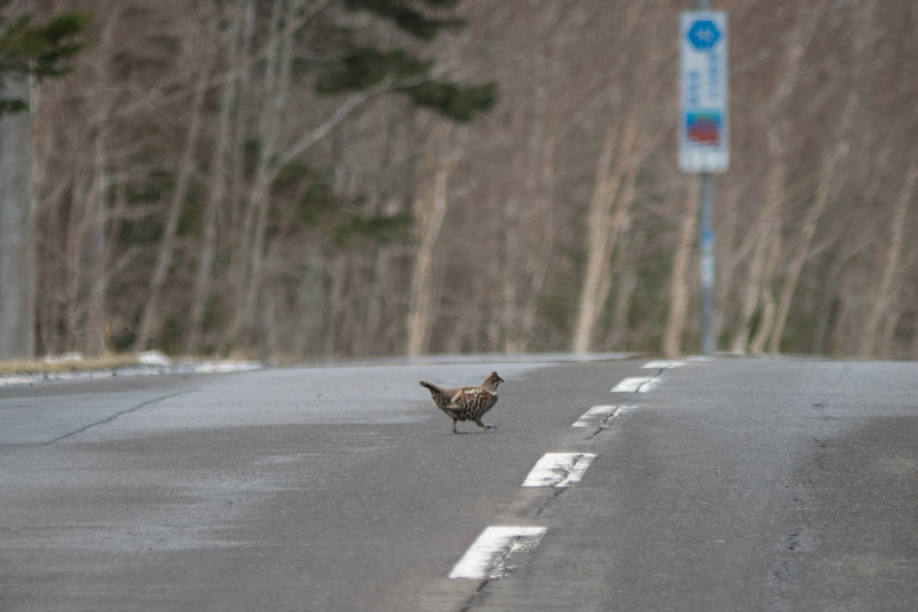 Hazel Grouse (image by Dave Farrow)