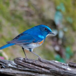 Himalayan Bluetail (image by Craig Robson)