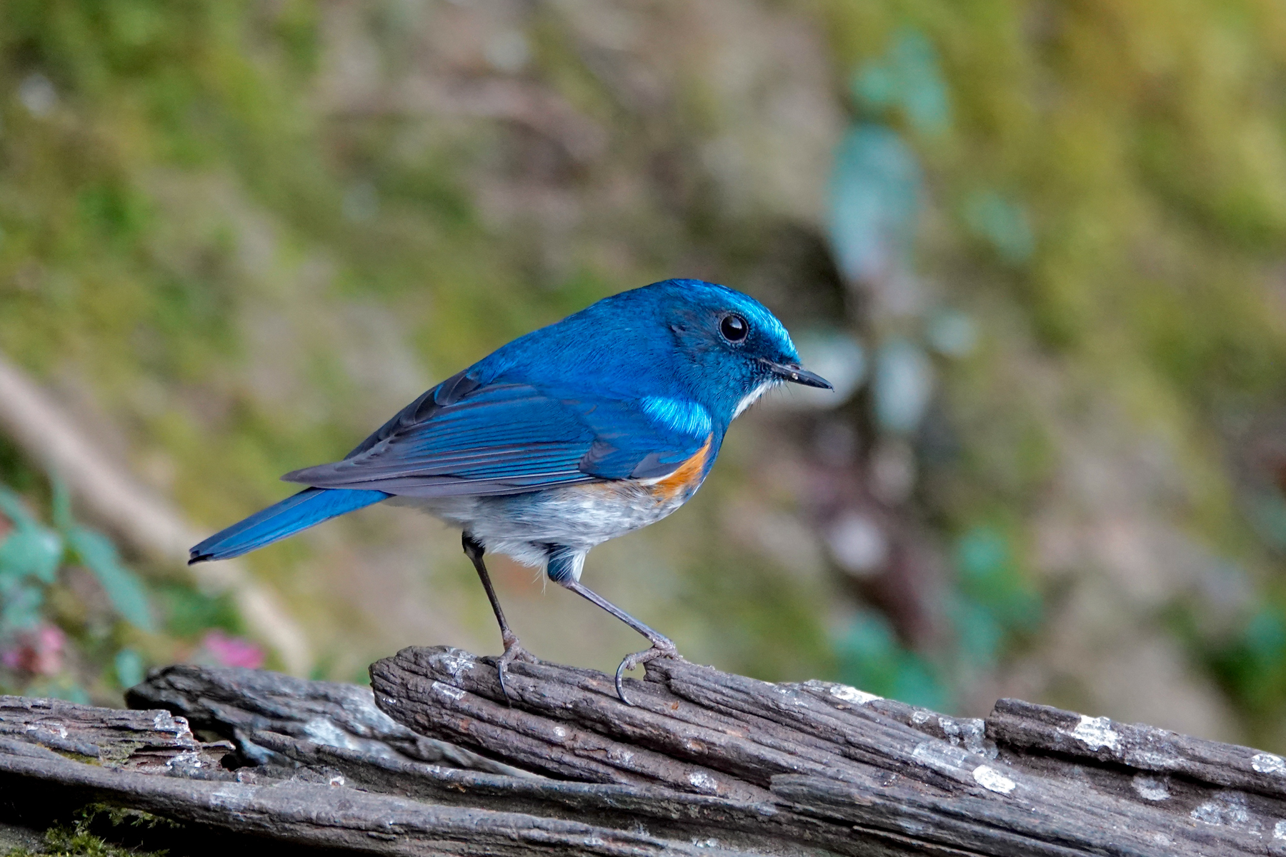 Himalayan Bluetail (image by Craig Robson)