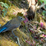 Himalayan Bluetail (image by Craig Robson)
