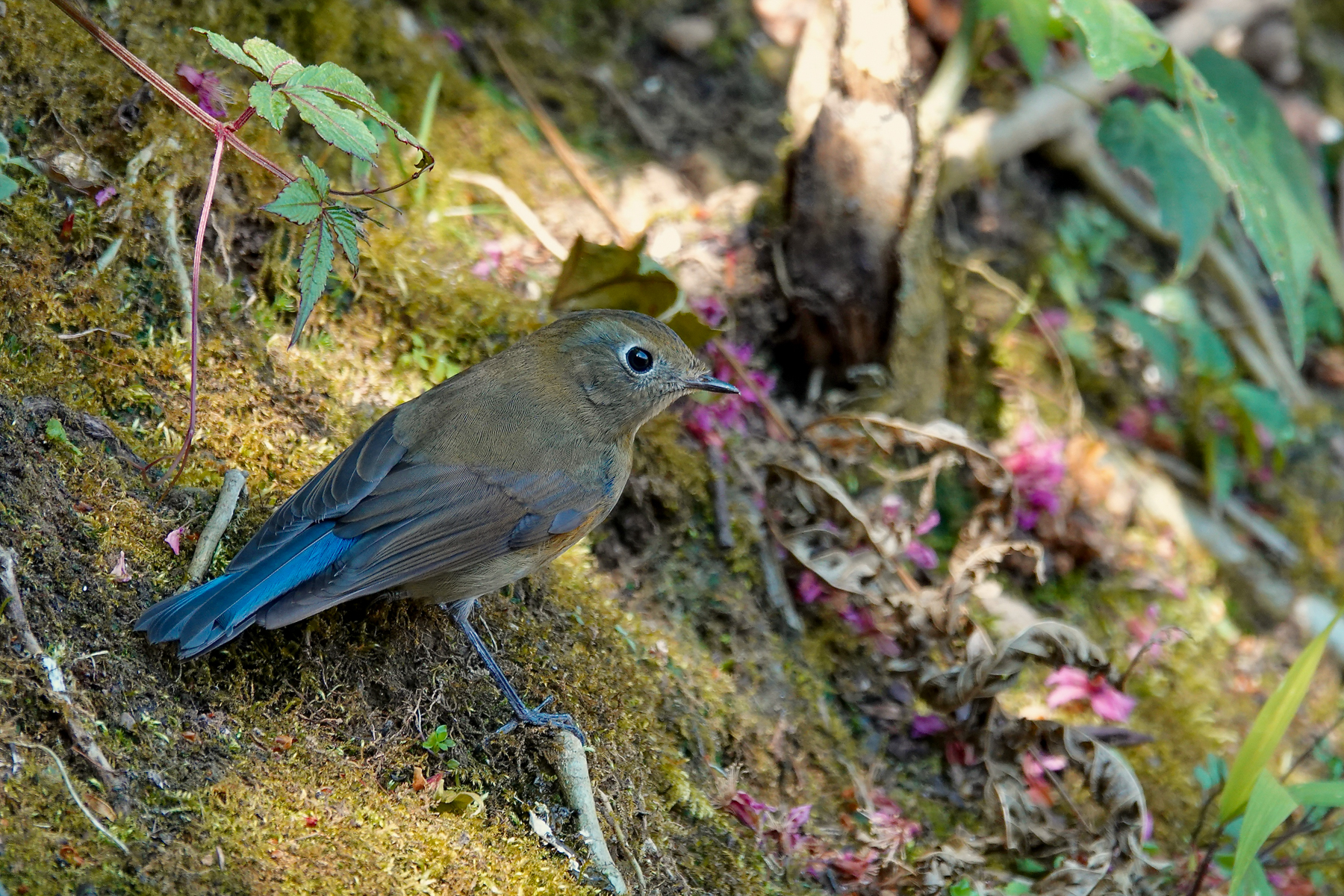 Himalayan Bluetail (image by Craig Robson)