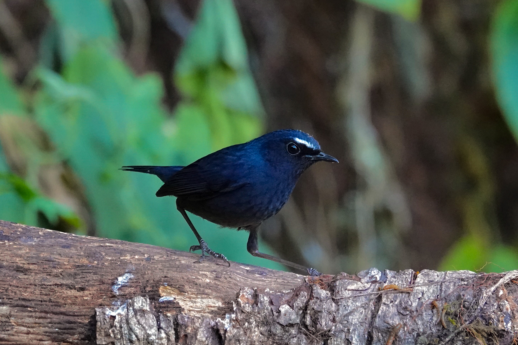 Himalayan Shortwing (image by Craig Robson)