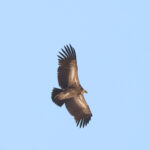 Himalayan Vulture (image by Hannu Jännes)